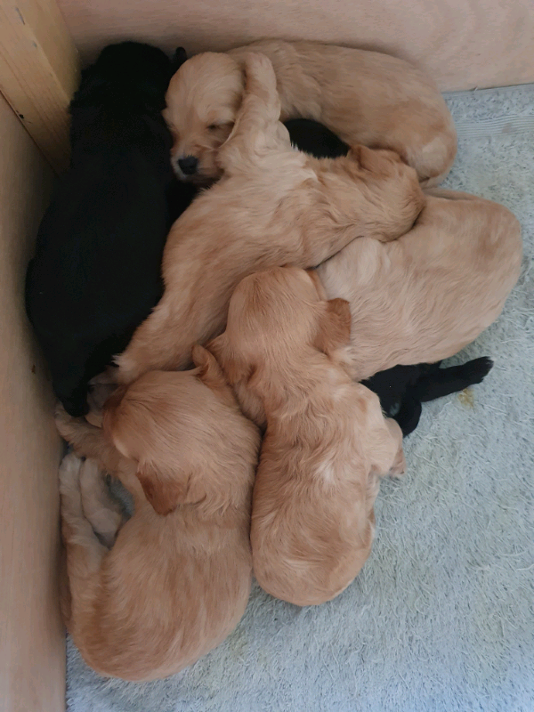cockapoo puppies gumtree